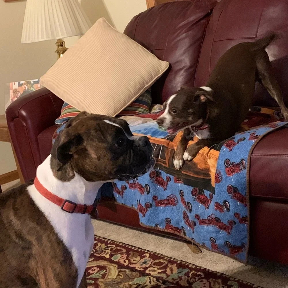 My fur babies and others. Lol. - Picture 5 of 15